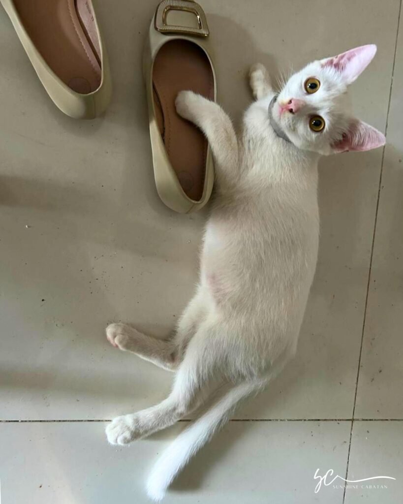 yuki